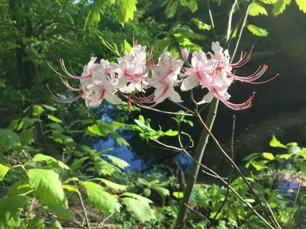 Wintergarten und Haustiere