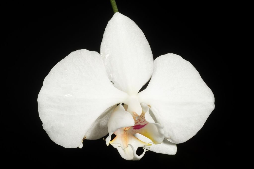 Klimakontrolle im Wintergarten