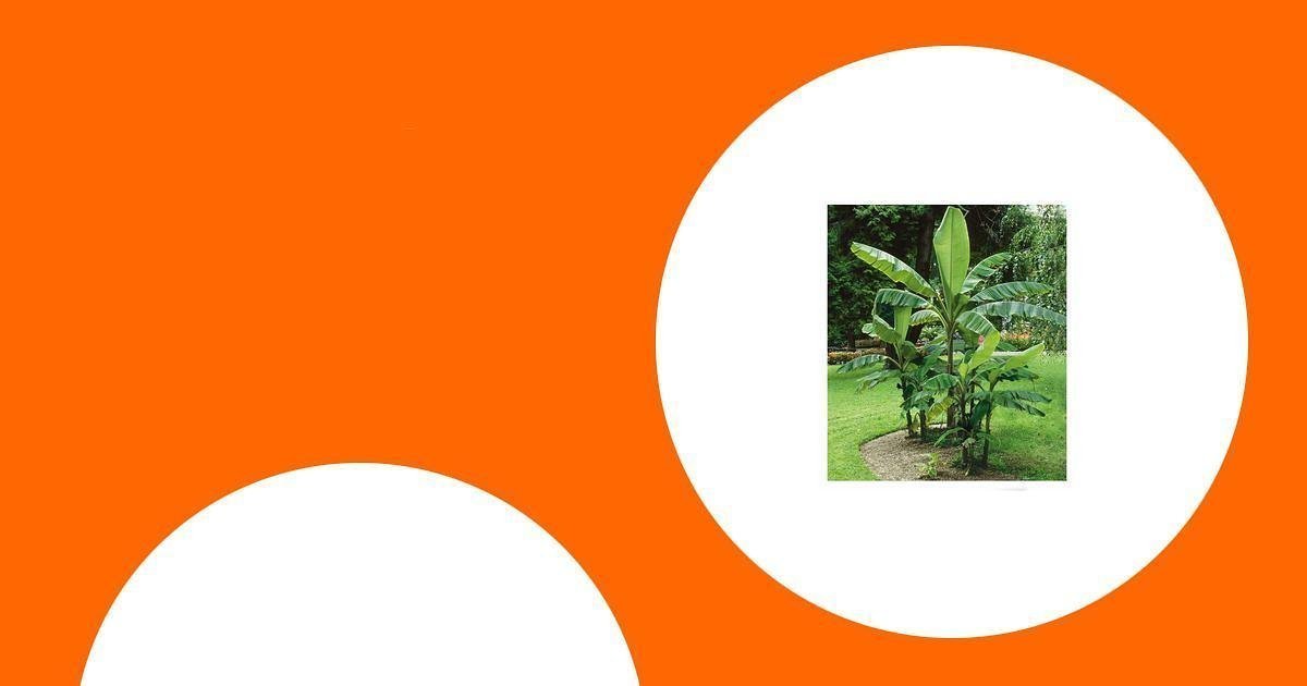 Die besten Pflanzen für tropisches Flair im Wintergarten